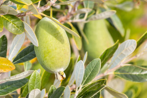 Feijoa White Goose Tm